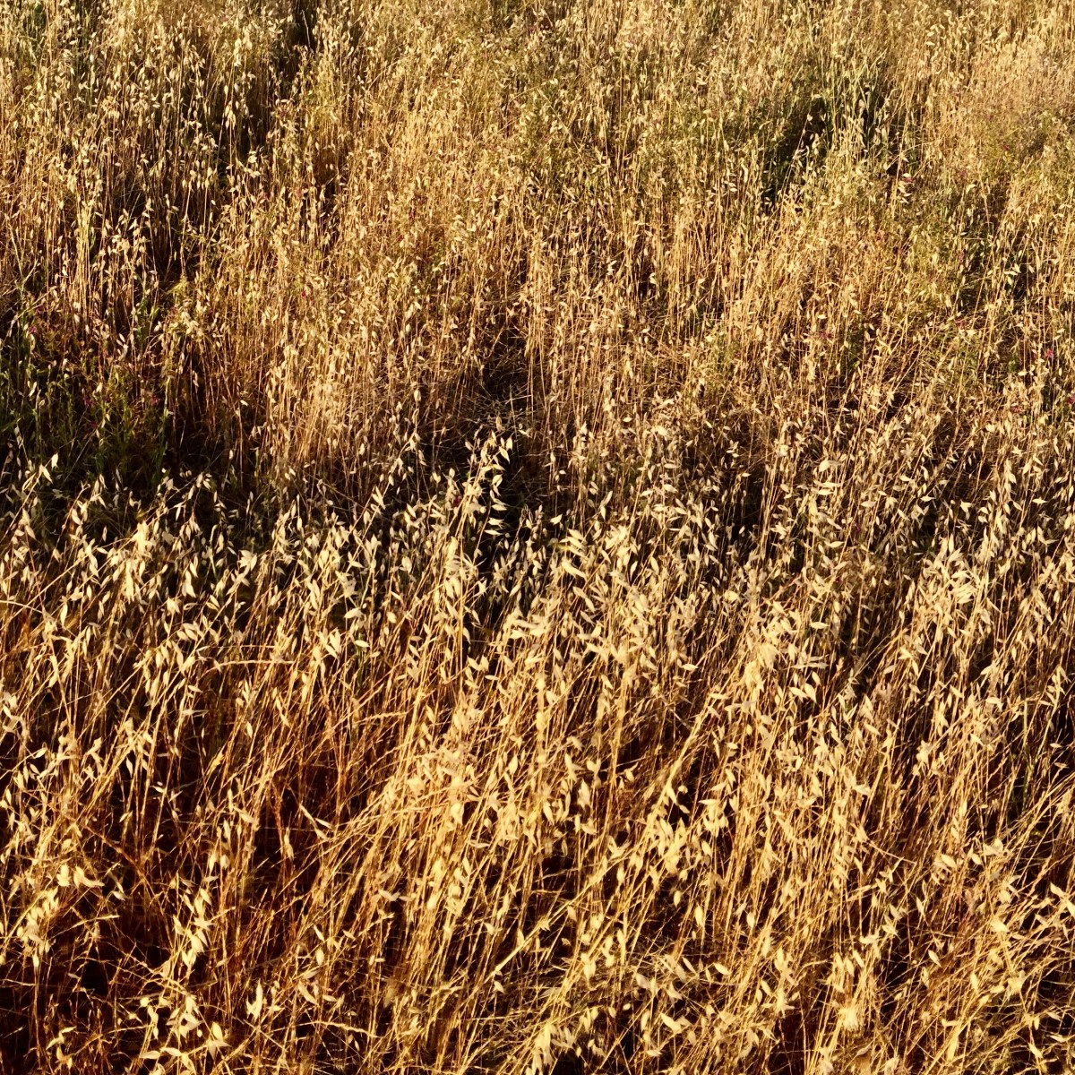 How would you educate yourself in mental performance consulting if you were interested in doing more work in the&nbsp;field?